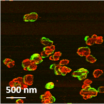 PiFM Image of Lithium Platelets