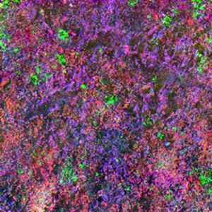 Combined PiFM Image of Grenoble Meteorite with Phyllosilicates and Organics