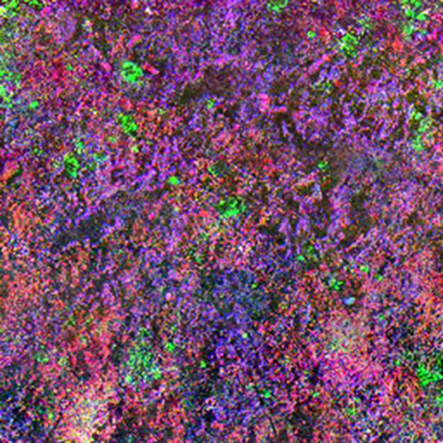 Combined PiFM Image of Grenoble Meteorite with Phyllosilicates and Organics