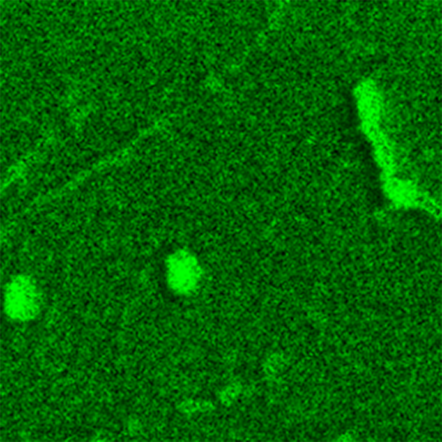 PiFM Image of Plasmid DNA pUC19 with Filamentous Bacteriophage M13