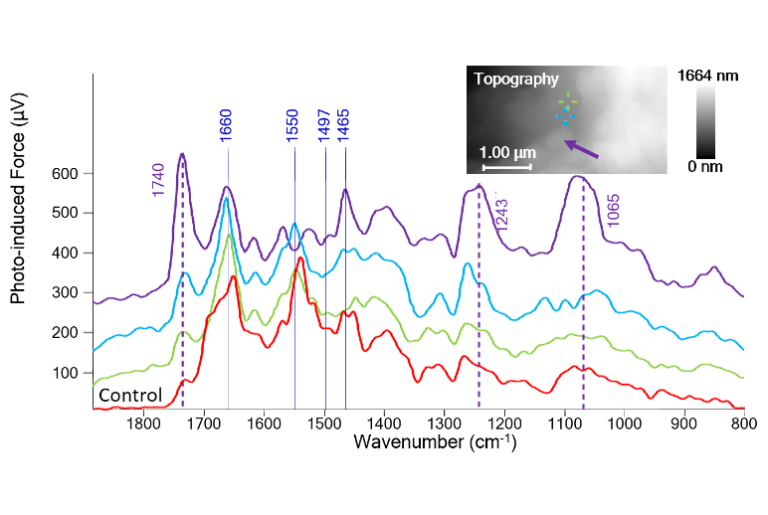Fig 1 - Nanoscale Protein Analysis - App Notes on PiFM